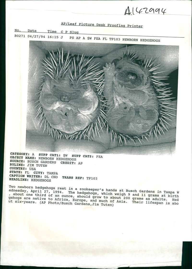 Hedgehog Animal - Vintage Photograph