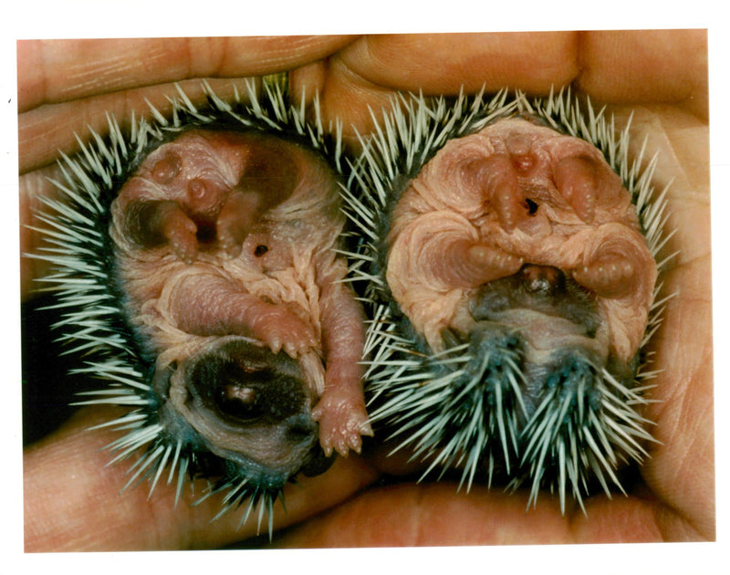 Hedgehog Animal - Vintage Photograph