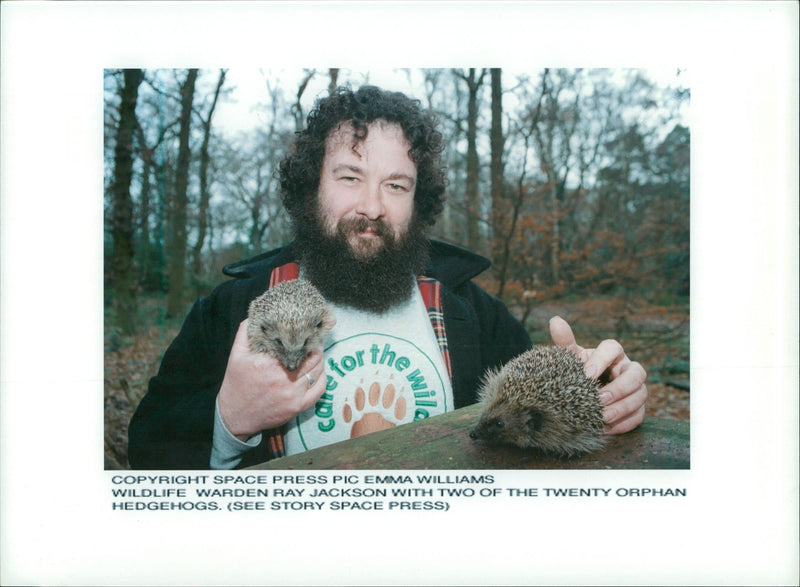 Hedgehog Animal - Vintage Photograph