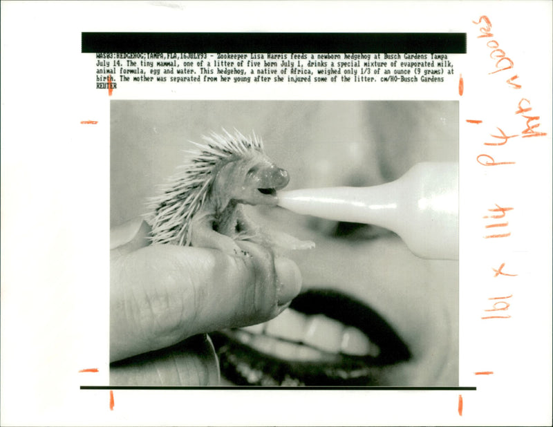 liza harris feeds the  hedgehog Animal - Vintage Photograph