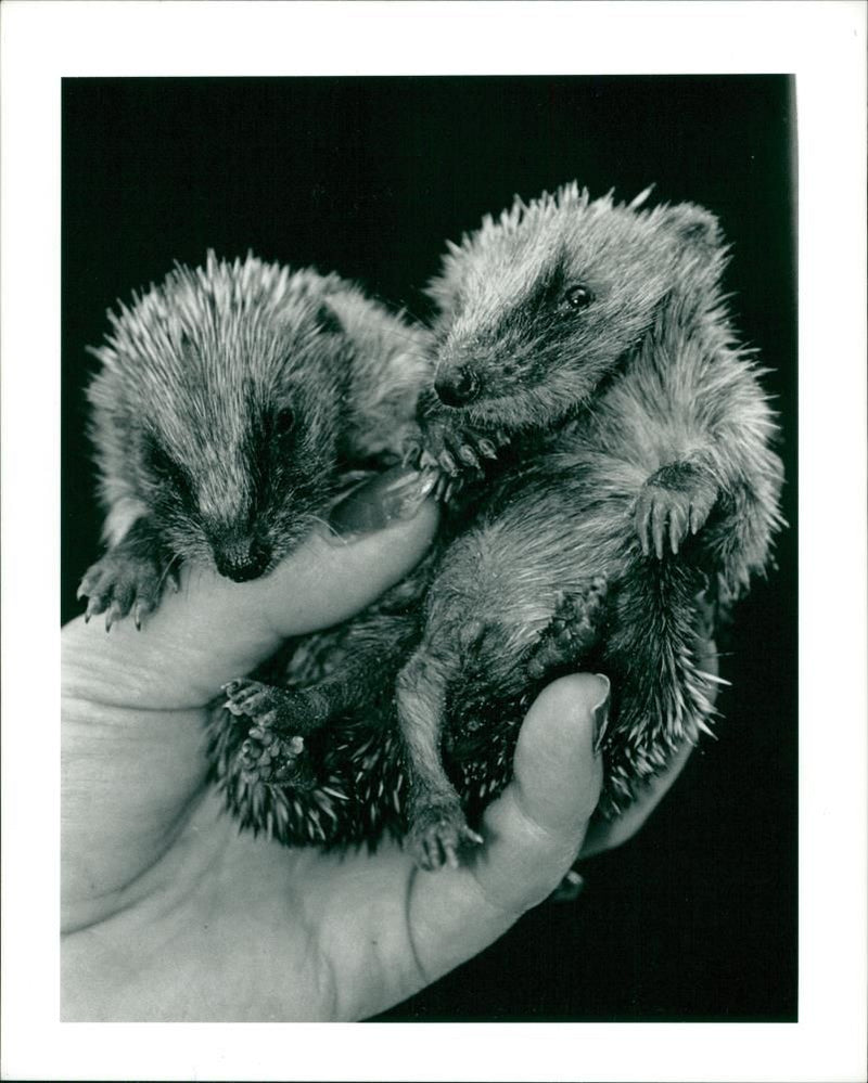 Hedgehog Animal - Vintage Photograph