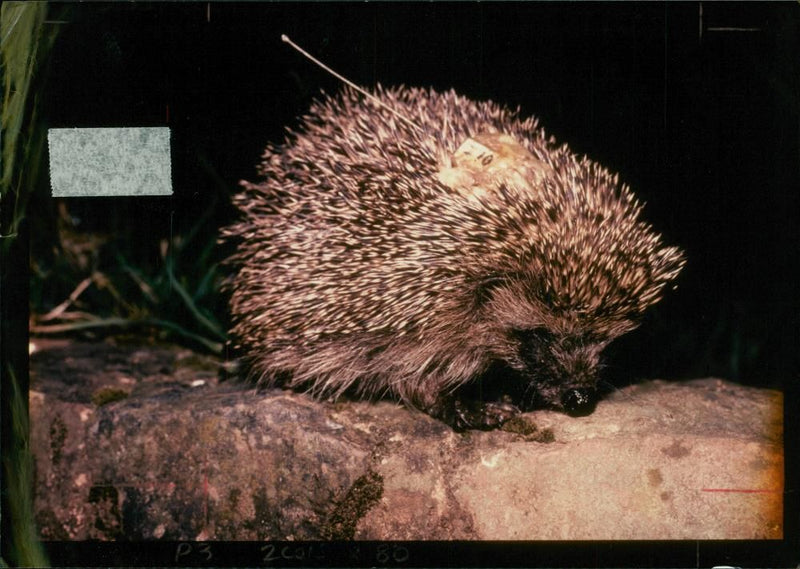 Hedgehog Animal - Vintage Photograph