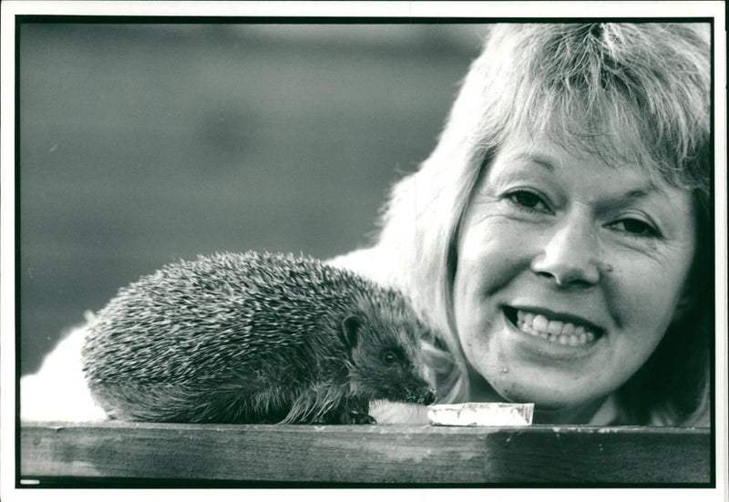 Hedgehog Animal - Vintage Photograph