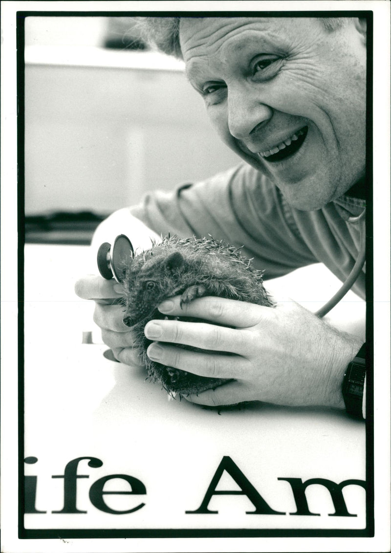 Hedgehog Animal - Vintage Photograph