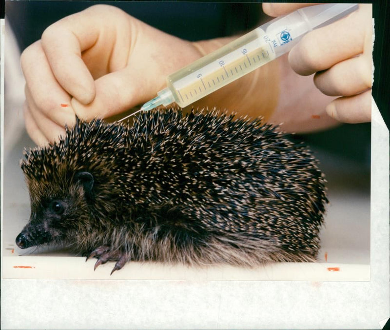 Hedgehog Animal - Vintage Photograph