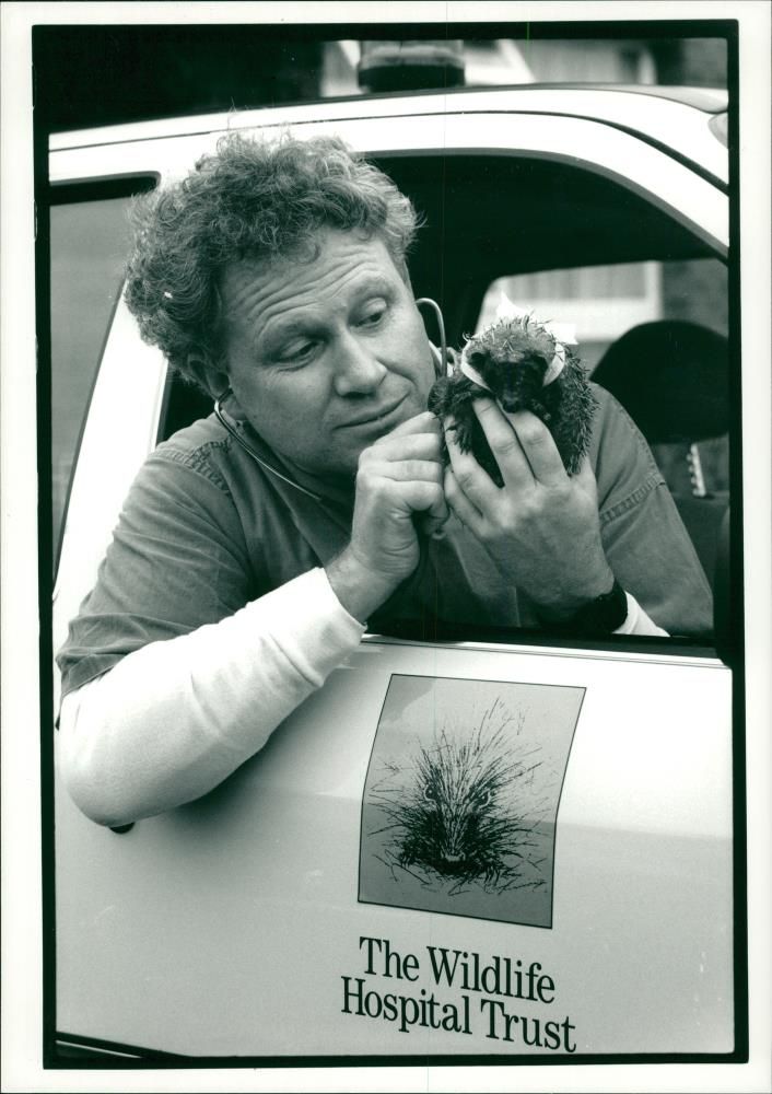 Hedgehog Animal - Vintage Photograph