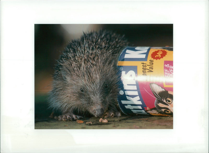 Hedgehog Animal - Vintage Photograph