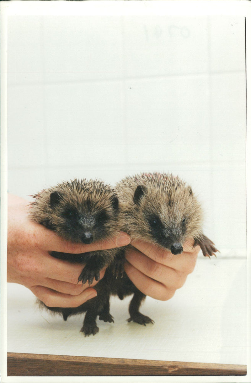 Hedgehog Animal - Vintage Photograph