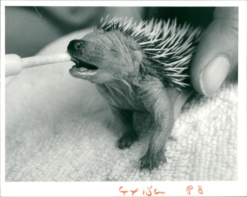 Hedgehog Animal - Vintage Photograph