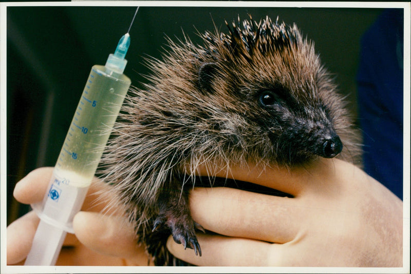 Hedgehog Animal - Vintage Photograph