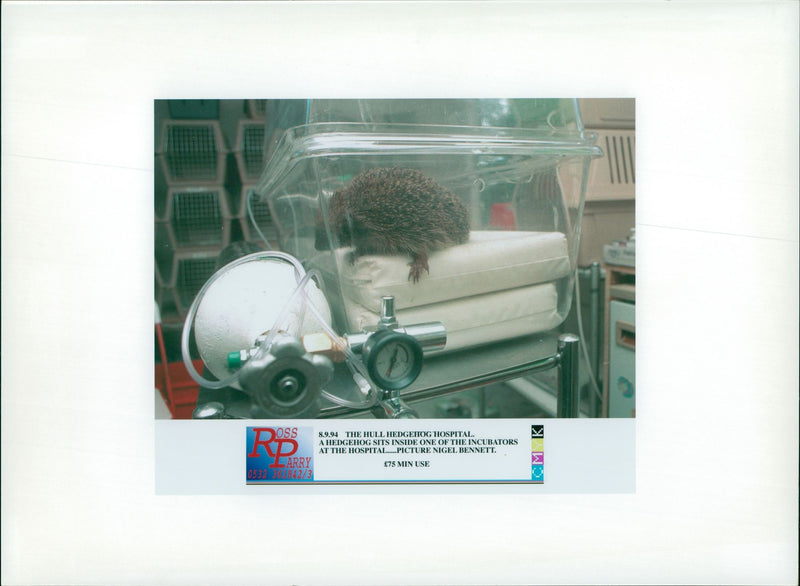 Hedgehog Animal - Vintage Photograph