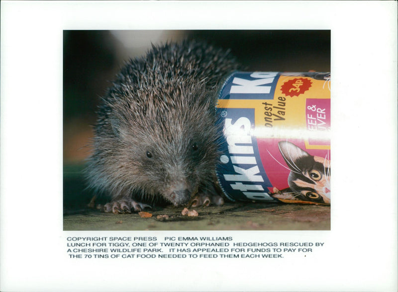 Hedgehog Animal - Vintage Photograph