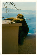 Monkey - Vintage Photograph