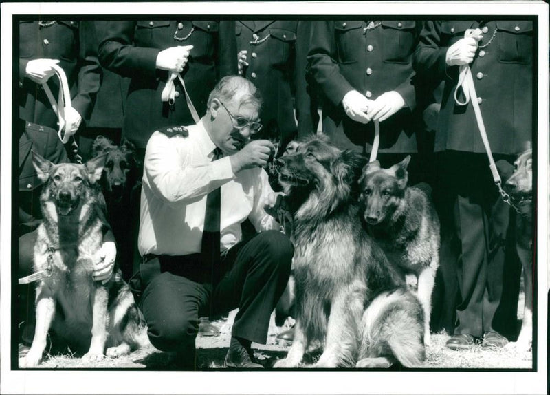 Police dog - Vintage Photograph