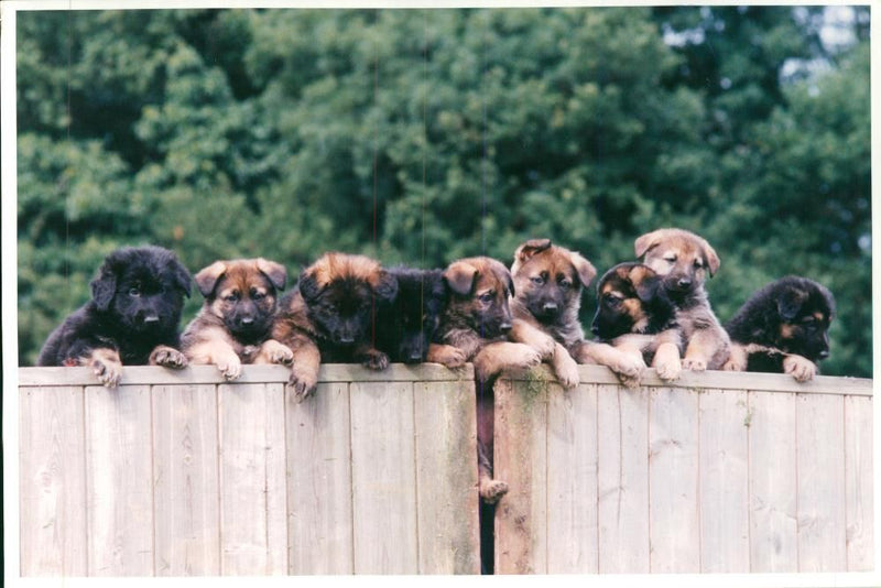 Police dog - Vintage Photograph