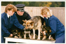 Police dog - Vintage Photograph