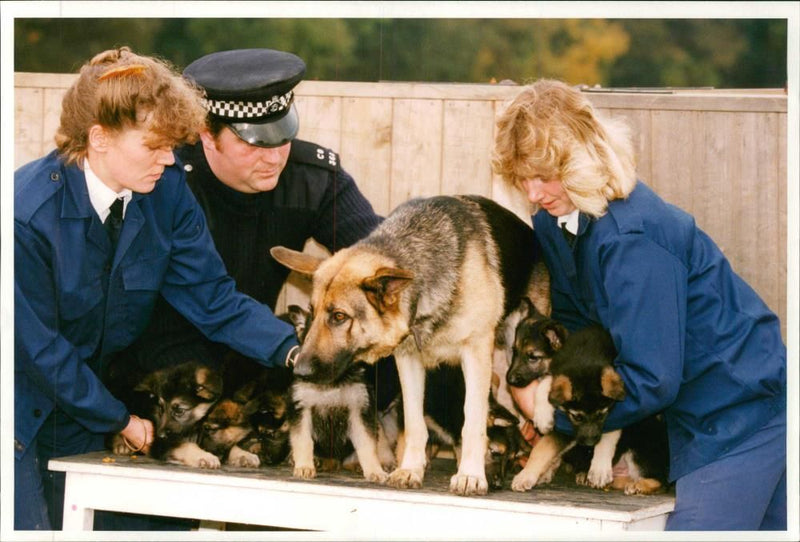 Police dog - Vintage Photograph