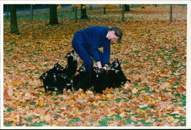 Police dog - Vintage Photograph