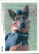 Police dog - Vintage Photograph