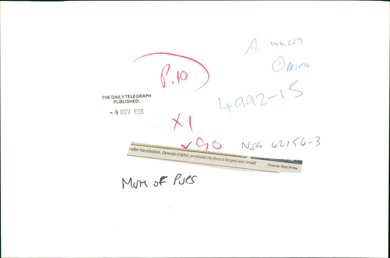 Police dog - Vintage Photograph