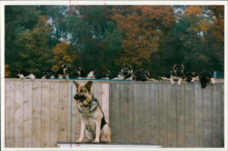 Police dog - Vintage Photograph