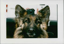 Police dog - Vintage Photograph