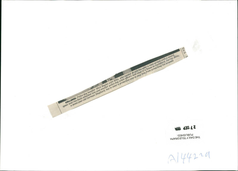 Police dog - Vintage Photograph