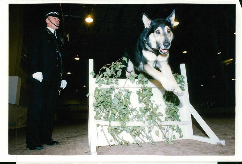 Police dog - Vintage Photograph