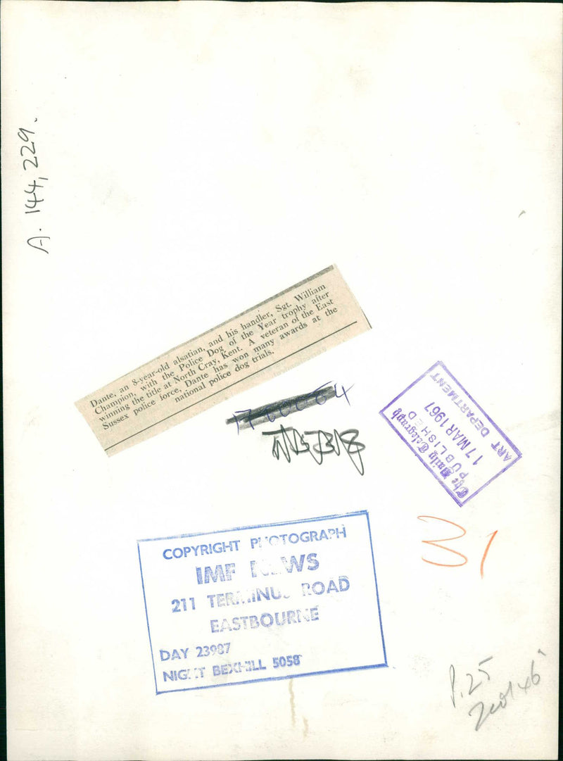 Police dog - Vintage Photograph