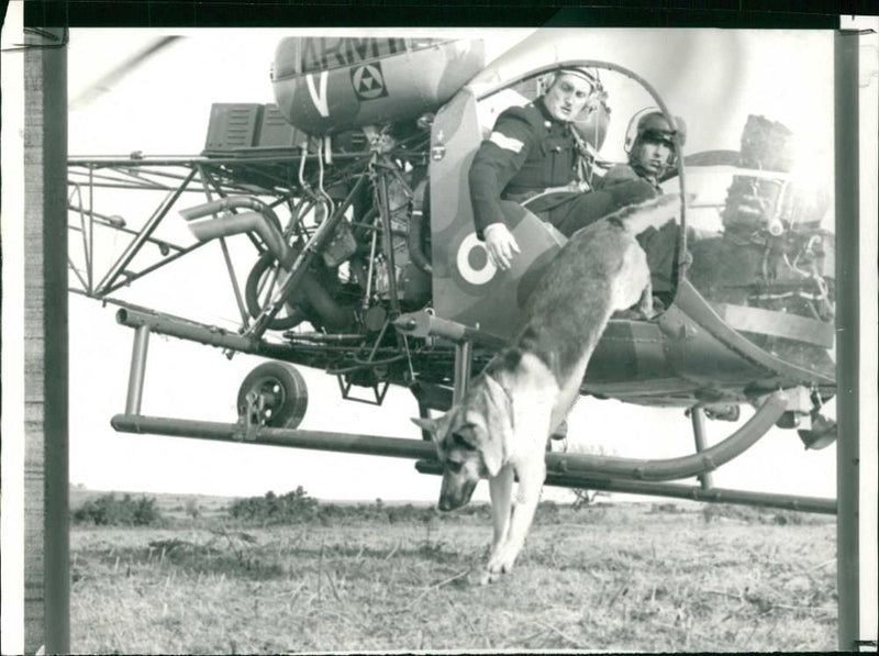 Police dog - Vintage Photograph