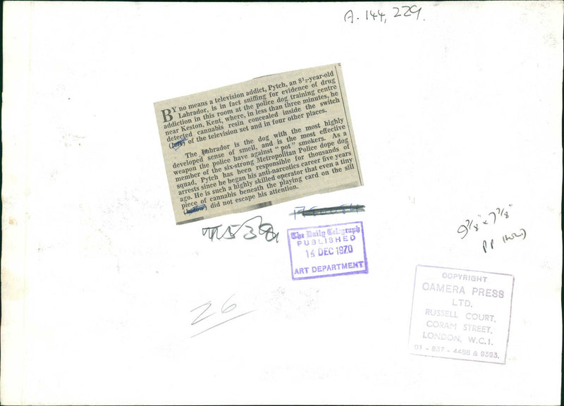 Police dog - Vintage Photograph