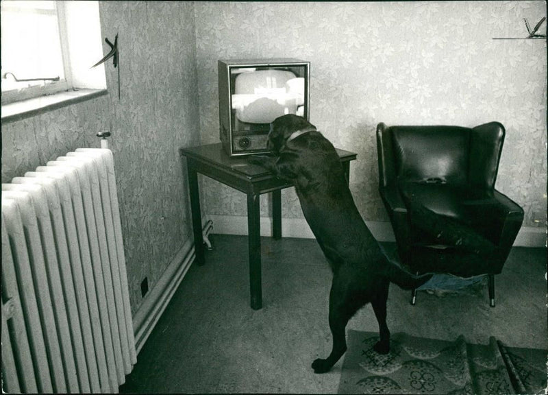Police dog - Vintage Photograph