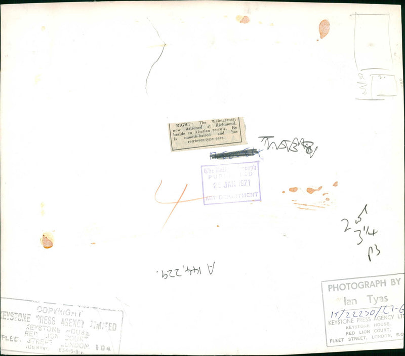 Police dog - Vintage Photograph