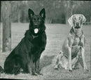 Police dog - Vintage Photograph