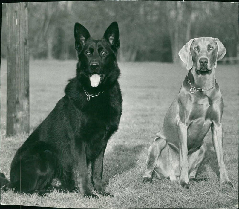 Police dog - Vintage Photograph