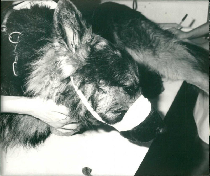 Police dog - Vintage Photograph