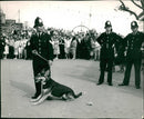 Police dog - Vintage Photograph