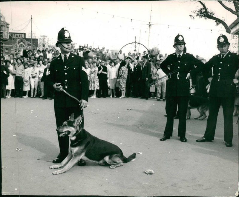 Police dog - Vintage Photograph