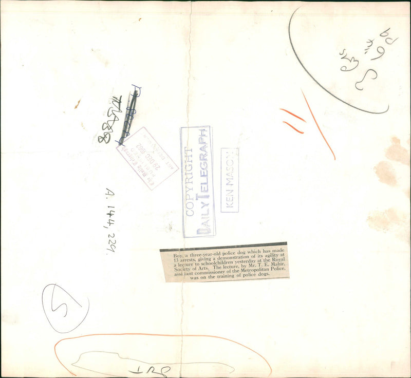 Police dog - Vintage Photograph