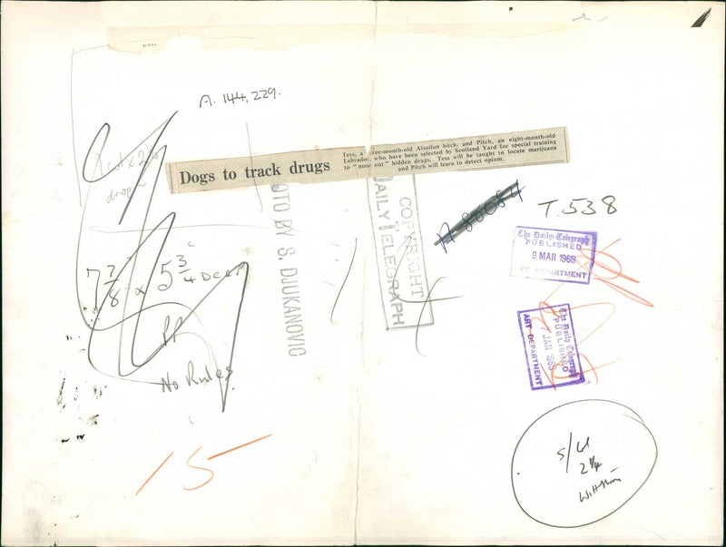 Police Dog alsatian bitch and pitch. - Vintage Photograph