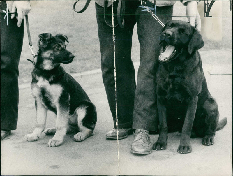 Police Dog alsatian bitch and pitch. - Vintage Photograph