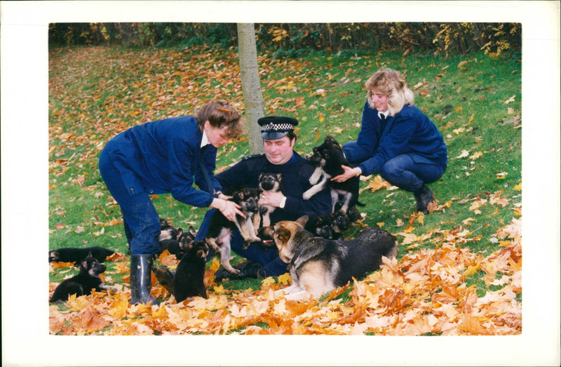 Largest ever litter of police pappies. - Vintage Photograph