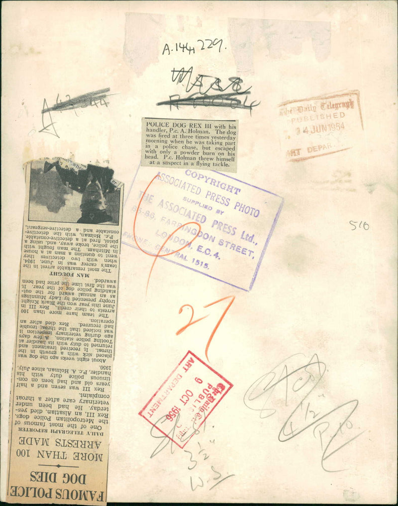 Police Dog Rex III with his handler  P.C A. Holman. - Vintage Photograph