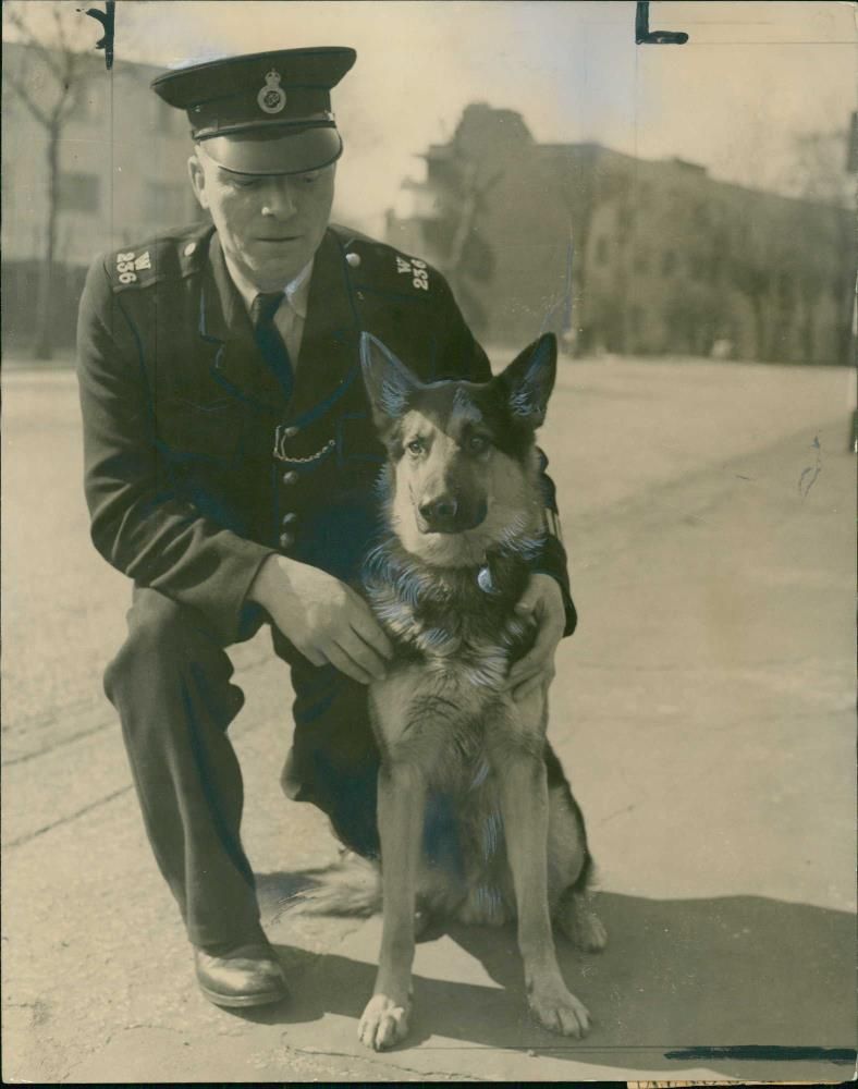 Police Dog Rex III with his handler  P.C A. Holman. - Vintage Photograph