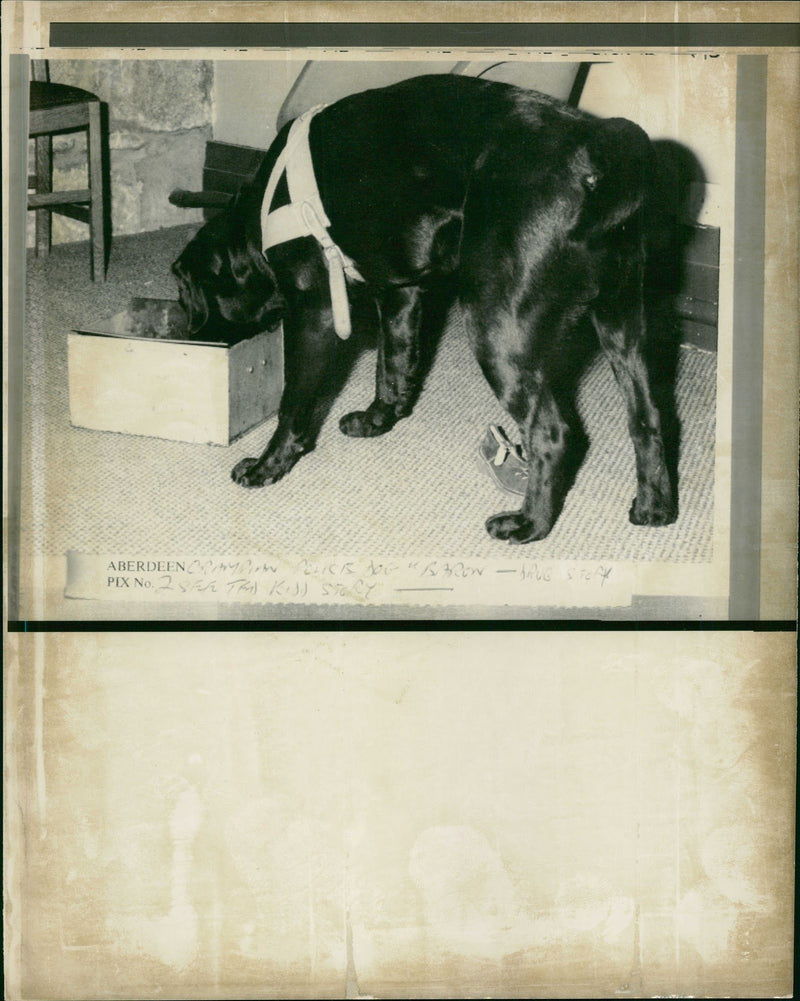 Police Dog - Vintage Photograph