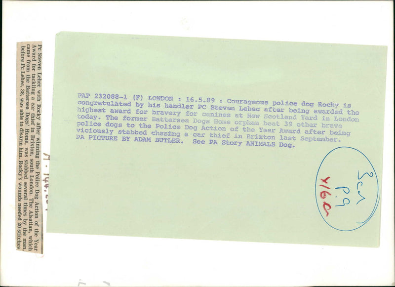 Police Dog rocky with his handler Steven Labec. - Vintage Photograph