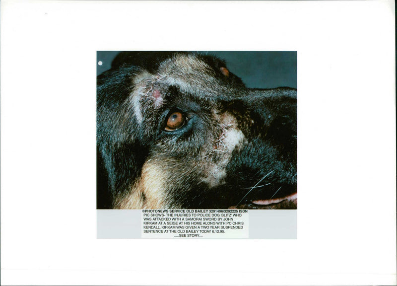 Police Dog hand 40 stitches to a face wound. - Vintage Photograph