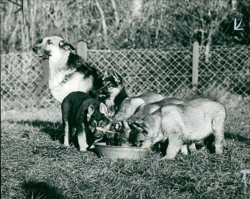 Mount browne saga a kent country. - Vintage Photograph