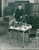 Police dog Watched by his handler. - Vintage Photograph