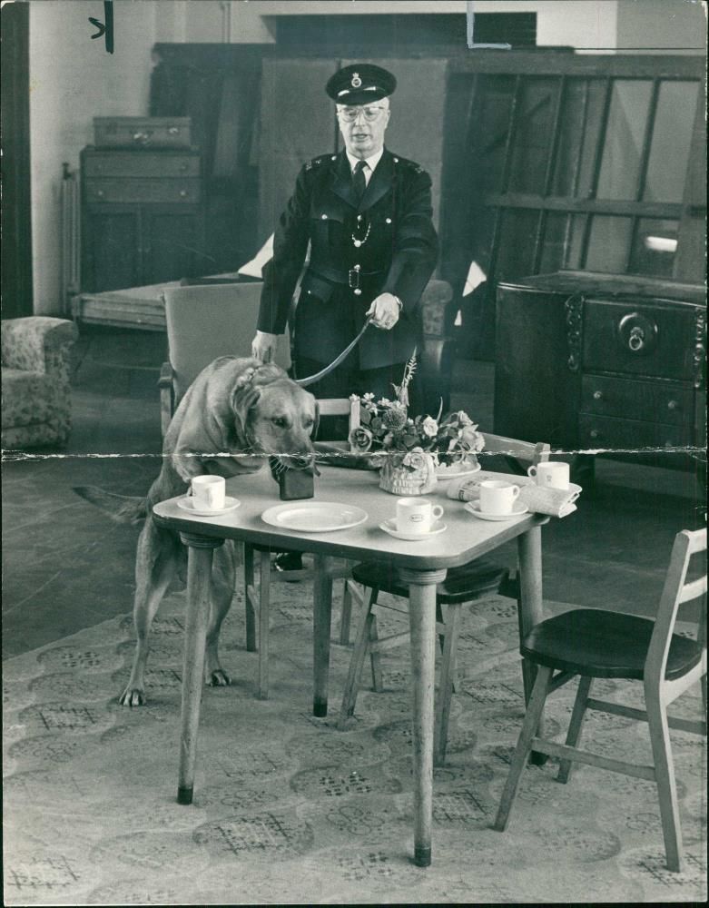 Police dog Watched by his handler. - Vintage Photograph